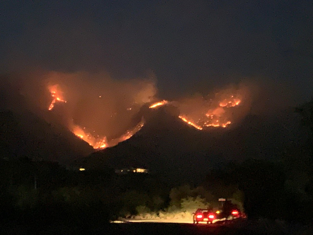 Forest Fires and Their Effects on Wildlife by Jon Friedman