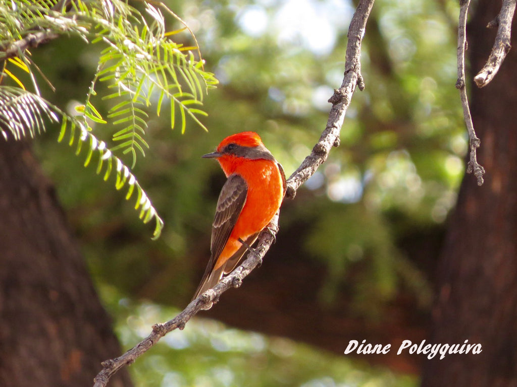 Vermilion Flycatcher by Jon Friedman